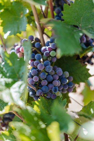 Hochzeit_Weingut_undenheim_066